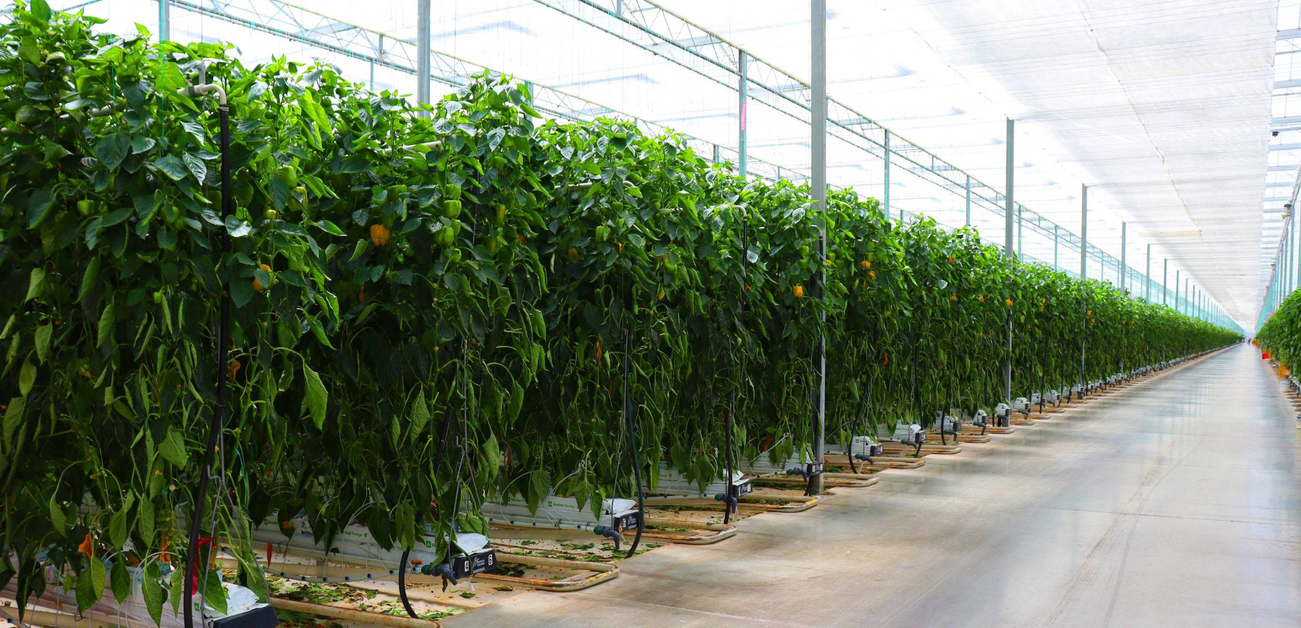 <b>The Greenhouse Boom:</b> How indoor farming can transform food production and exports